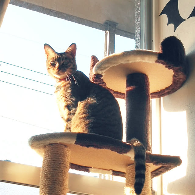 futukoのペティオ (Petio)-キャットタワー 猫タワー 据え置き型 ケージ ゲージ おしゃれ アドメイト Add.Mate 猫のおあそびポール お魚ファミリー ハイタイプ 室内の家具・インテリア写真