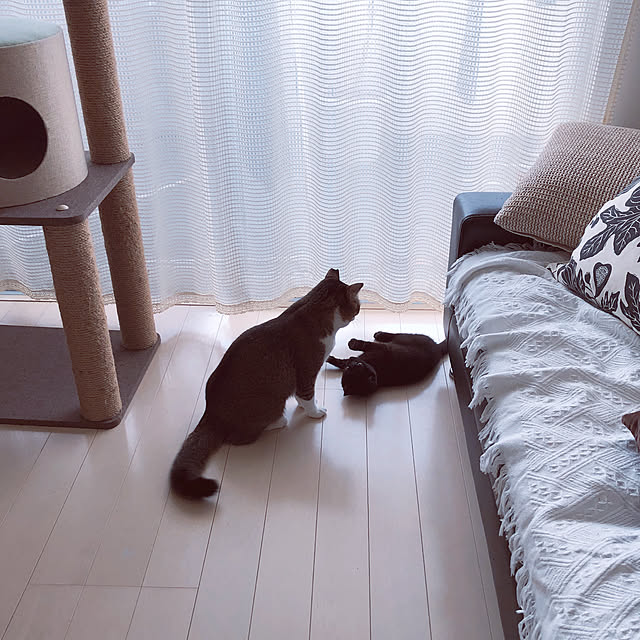 nekomiさんの実例写真
