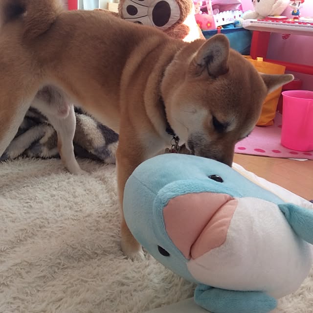 kotaさんの実例写真