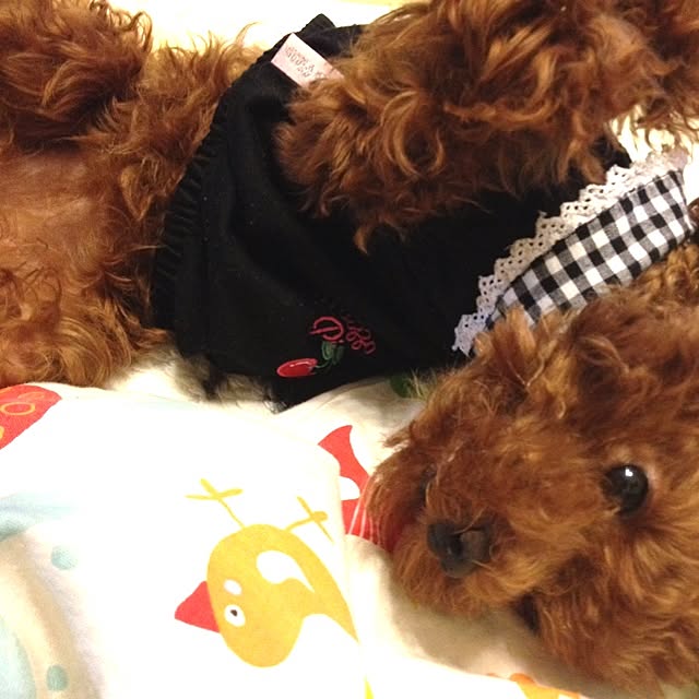 cocoさんの実例写真