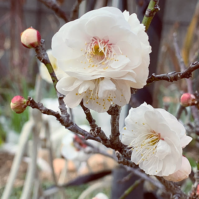 ponyoさんの実例写真