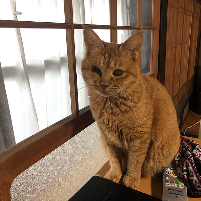 conatuさんの実例写真