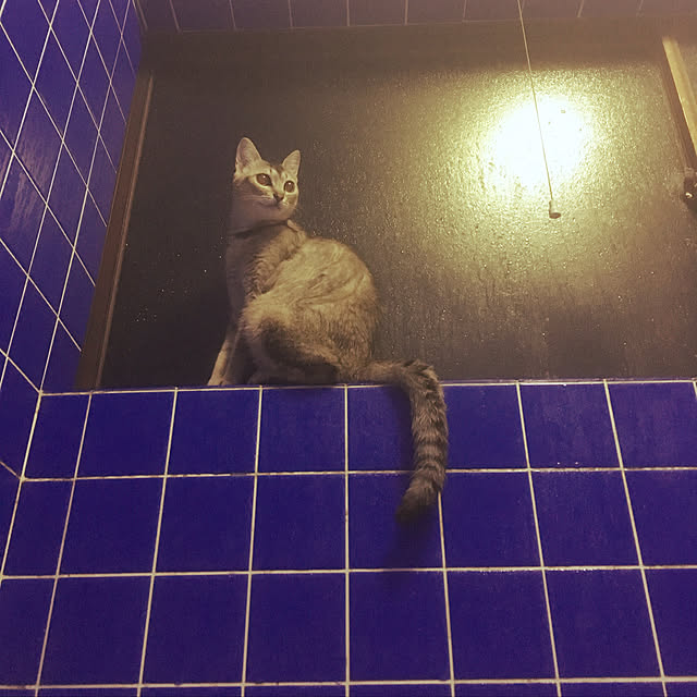 田舎暮らし/古民家暮らし/ねこと暮らす/バス/トイレのインテリア実例 - 2019-04-30 21:23:15