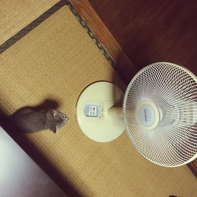 sa-yaさんの実例写真
