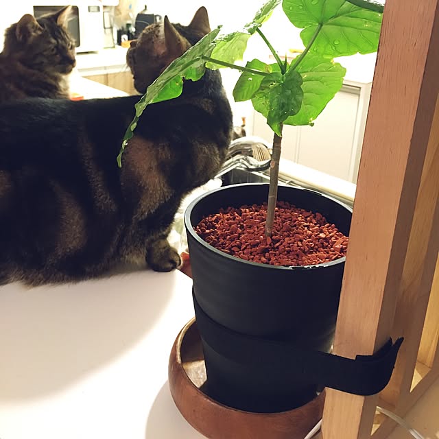 mikomaruさんの実例写真