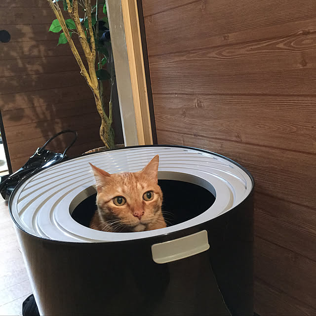 nonnokoさんの実例写真