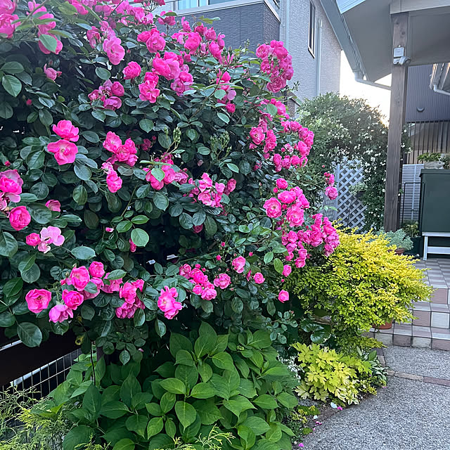 hinamamaさんの実例写真