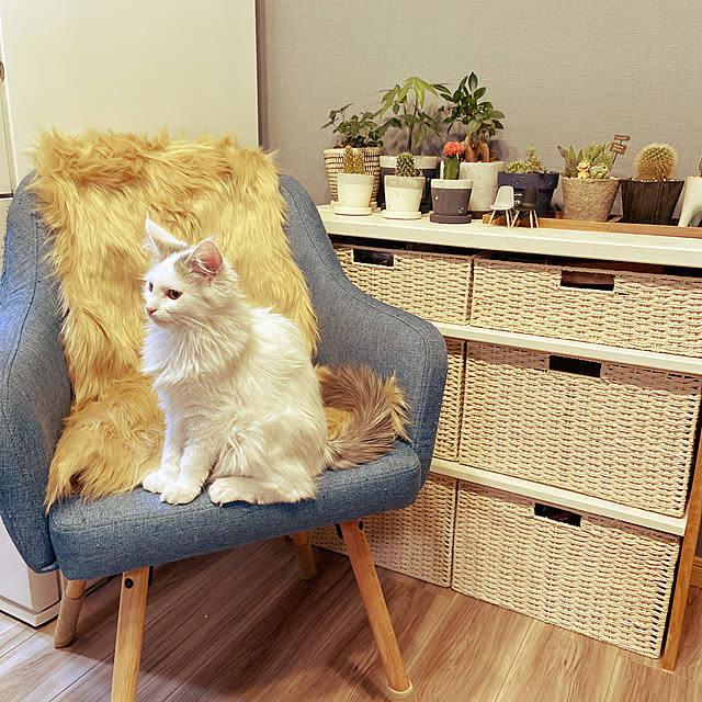 miwaさんの実例写真