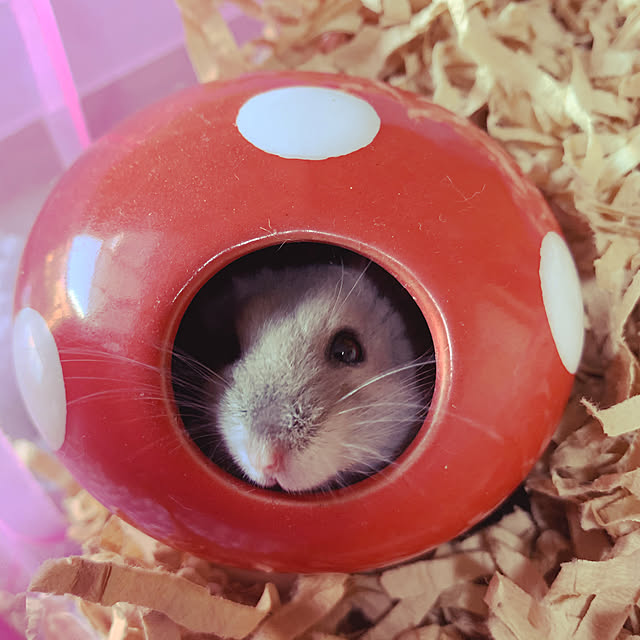 ucikiさんの実例写真