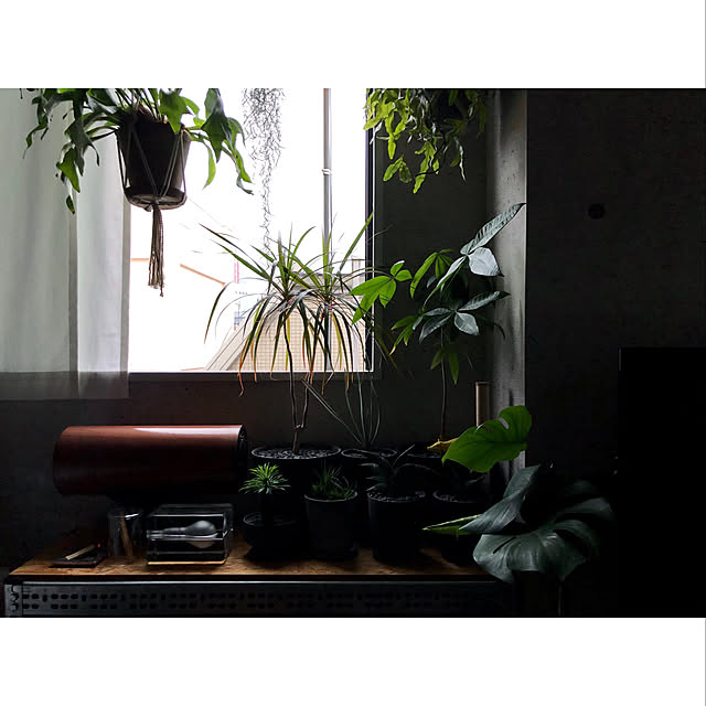 モンステラ/パキラ/サンセベリア/多肉植物/植物...などのインテリア実例 - 2021-03-13 08:16:26