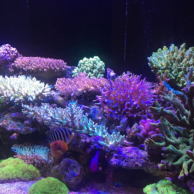 aquarium_seaさんの実例写真