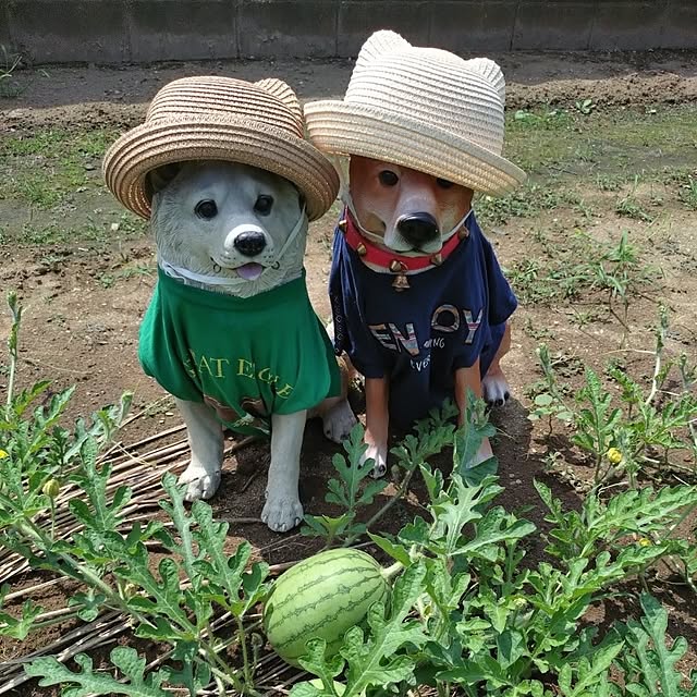 NOAHさんの部屋