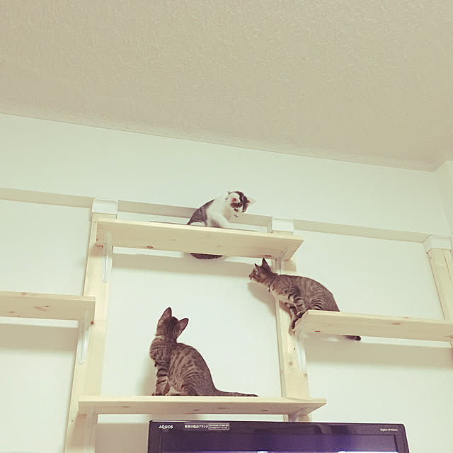 Chiharuさんの実例写真