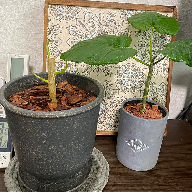 yoshieさんの実例写真