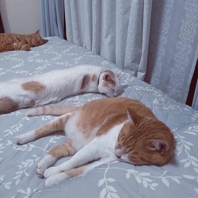 NOAHさんの部屋