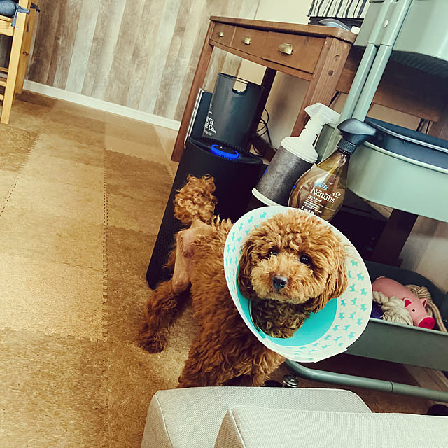 Royさんの実例写真