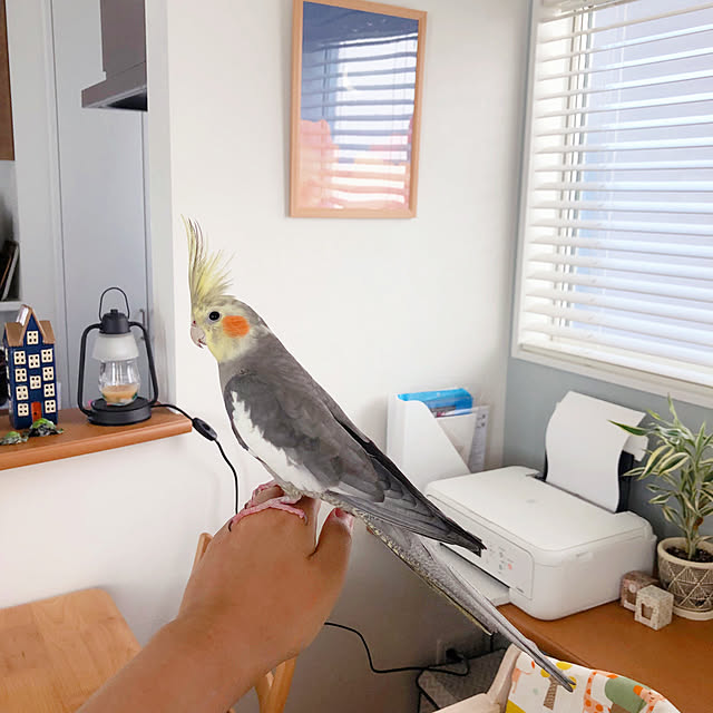 kaorikoさんの実例写真