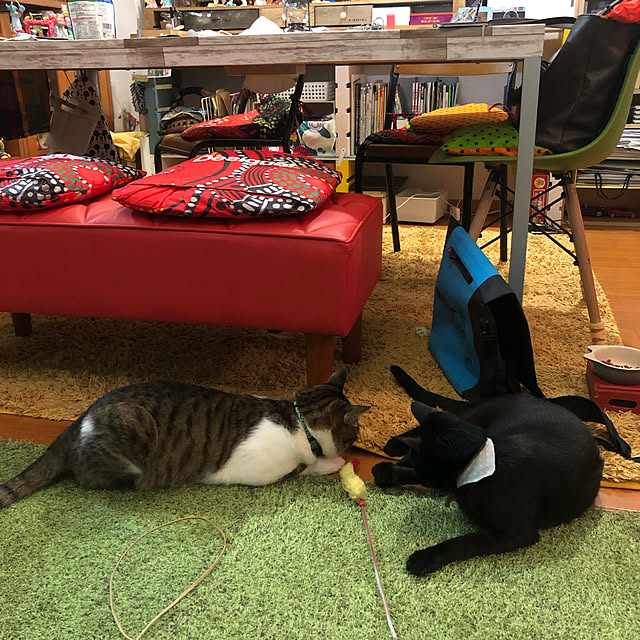 jijiさんの実例写真