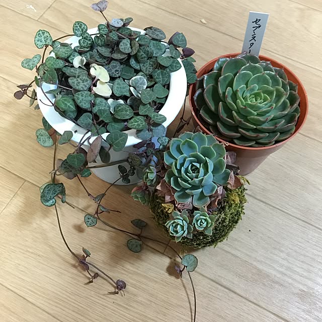 mamaさんの実例写真