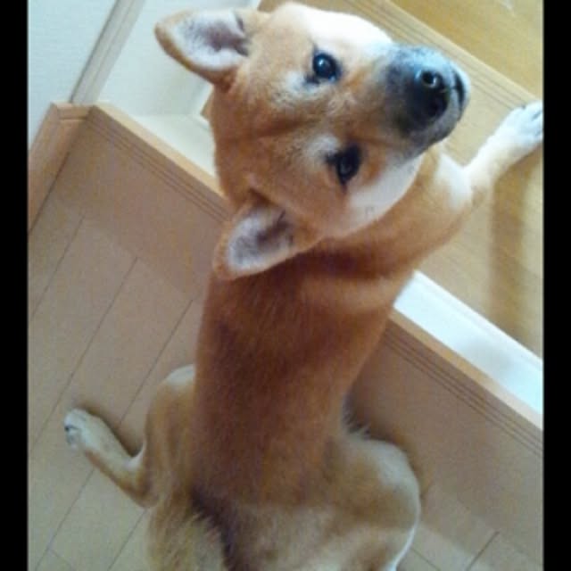 kotaさんの実例写真