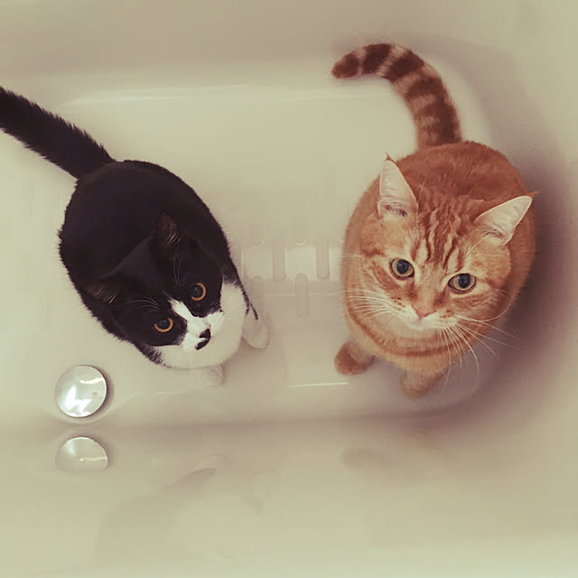 nekoさんの実例写真