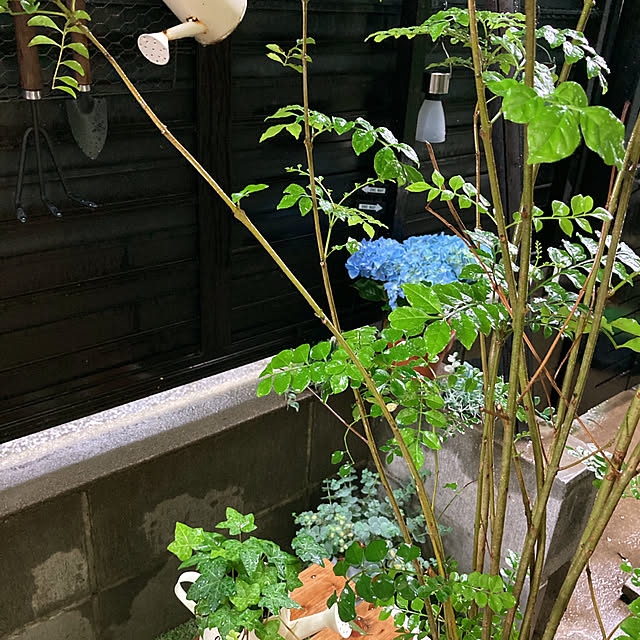 mommyさんの実例写真