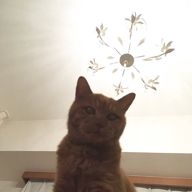 nyanko88さんの実例写真