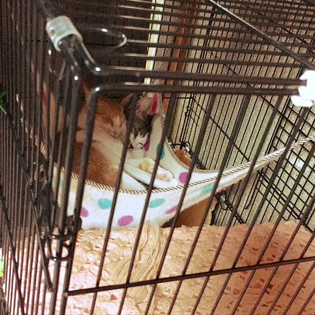 naaaaaさんの実例写真