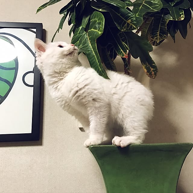 nyanko-beamさんの実例写真