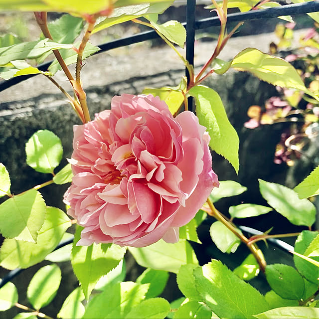 CoCo0617さんの実例写真