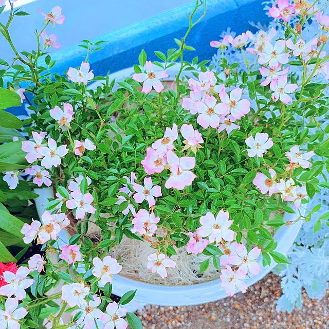 Miyumamaさんの実例写真
