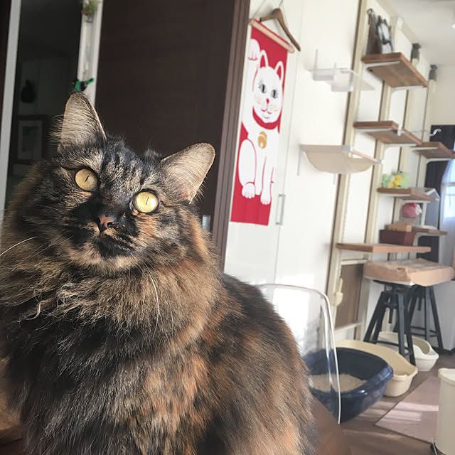 mikomaruさんの実例写真