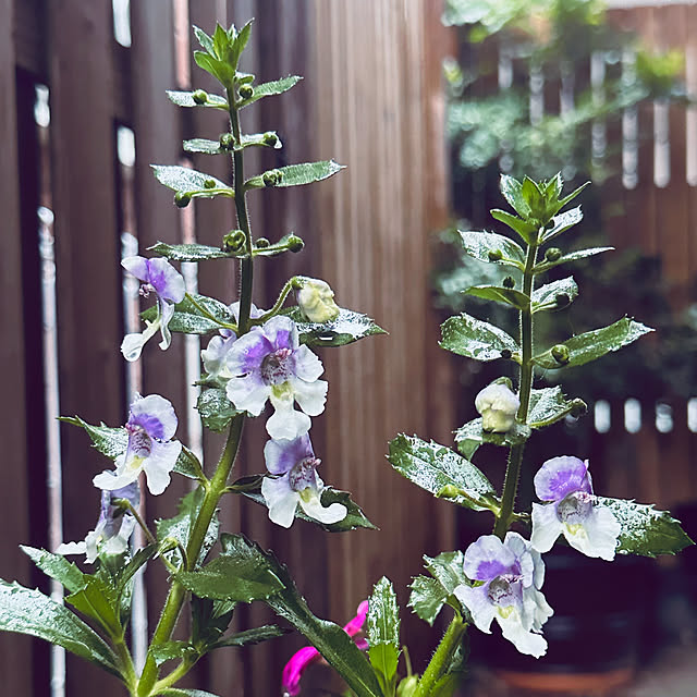 chacoさんの部屋