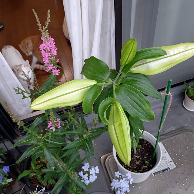 NOAHさんの部屋