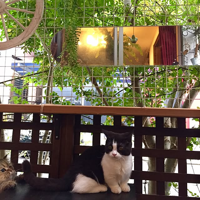 butachanさんの実例写真