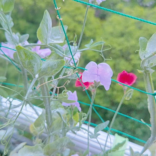 mariaさんの部屋
