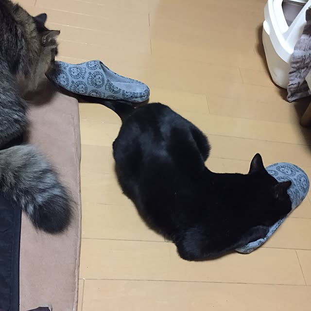 yuki0511さんの実例写真