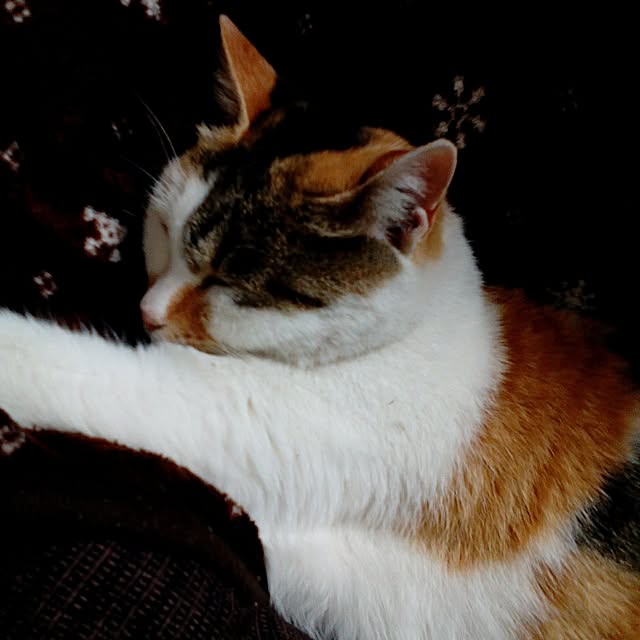shusen.miyaさんの実例写真