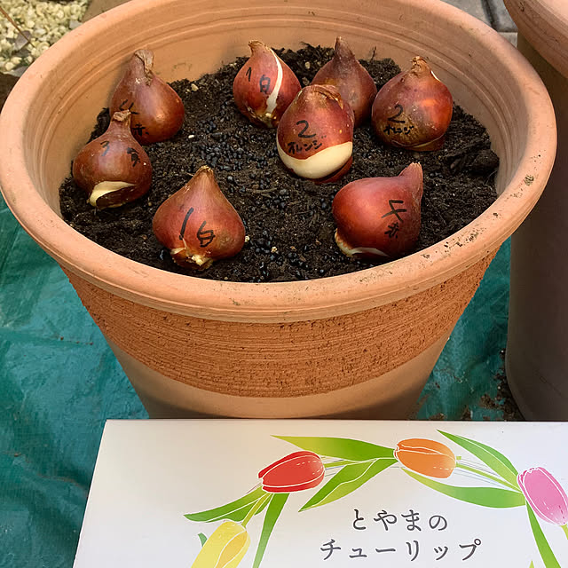 naive.coccoさんの部屋