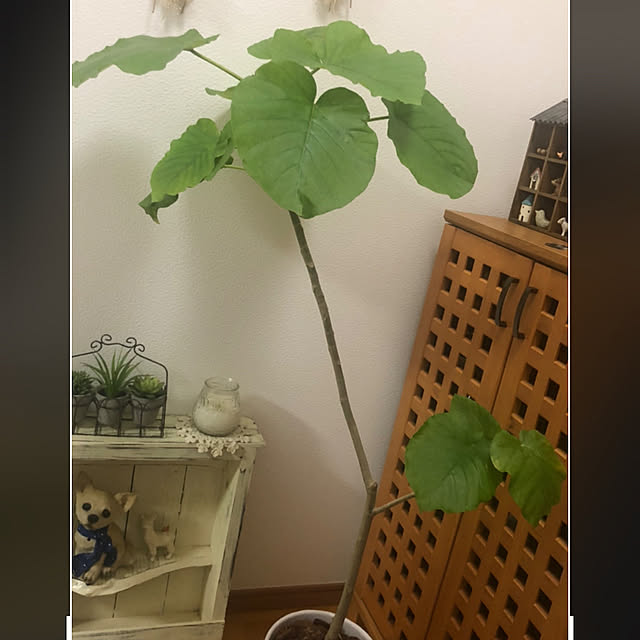 Ruyoさんの実例写真