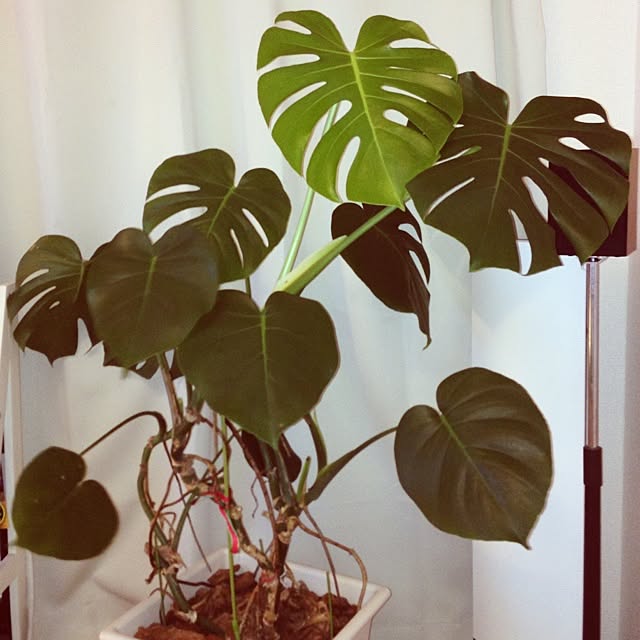 jnjnforesterさんの実例写真