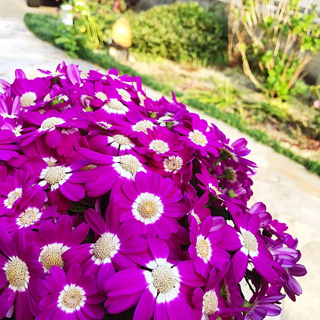 portulacaさんの実例写真