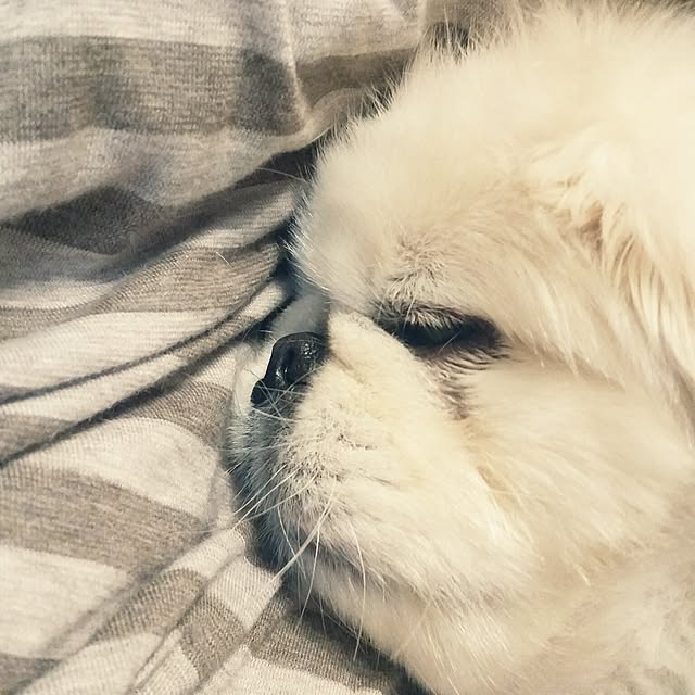 yukagomaさんの実例写真