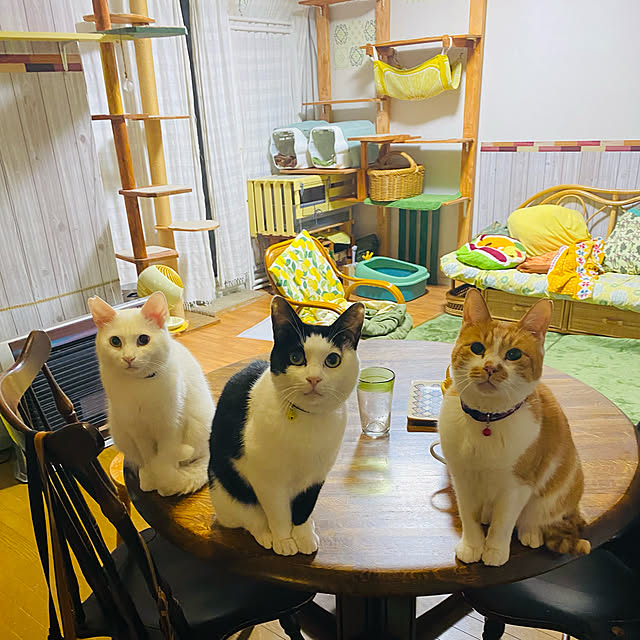 SHIHOさんの実例写真