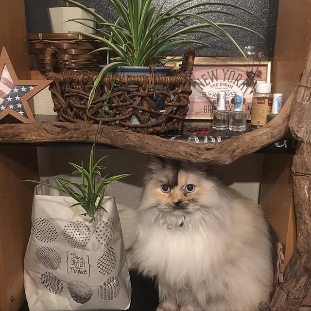 kyoさんの実例写真