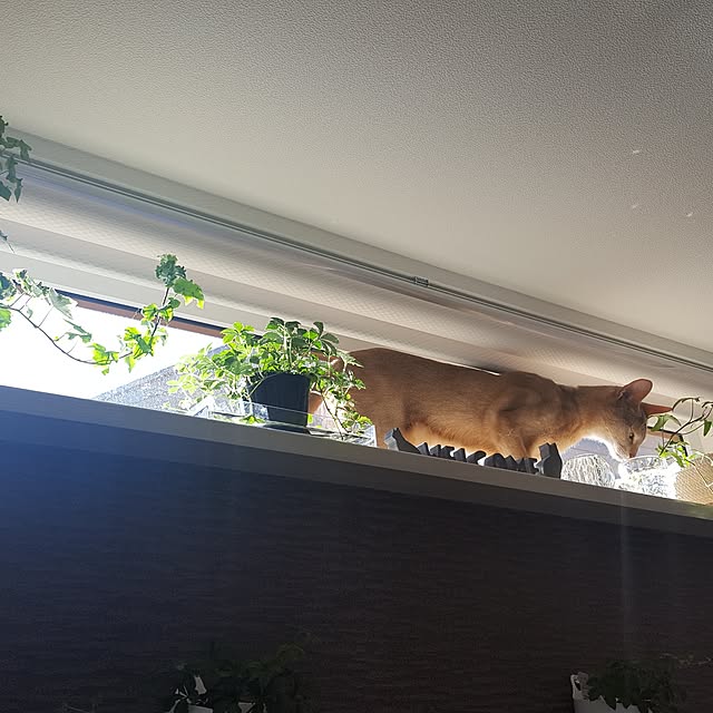 megu.catさんの実例写真