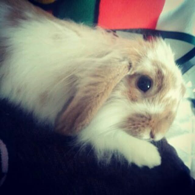 yuさんの実例写真