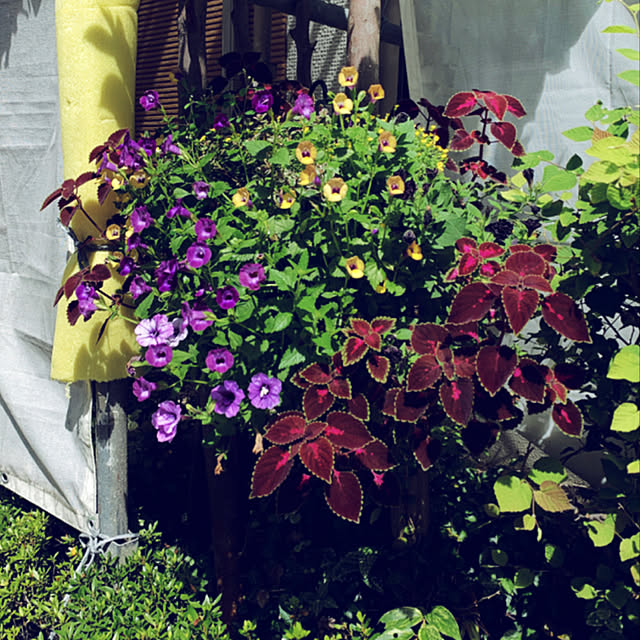 yukarin-gardenさんの実例写真