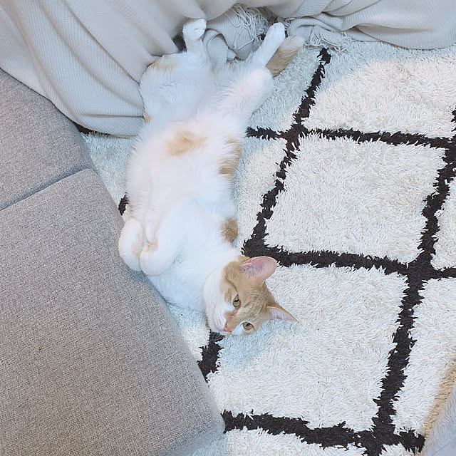 Tomoeさんの実例写真