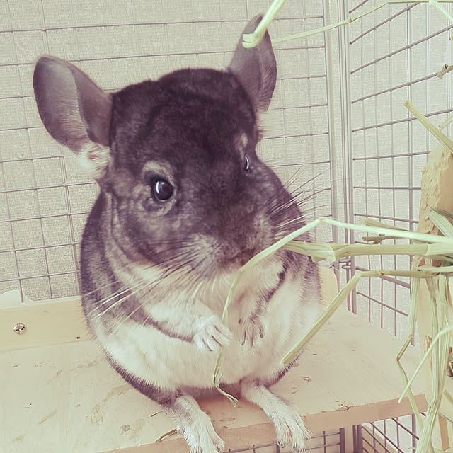 ERIKAさんの実例写真